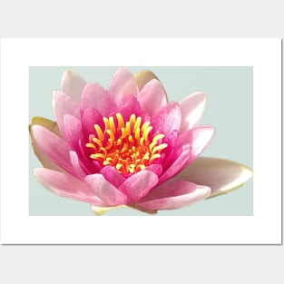 Pond Lily Bloom Posters and Art